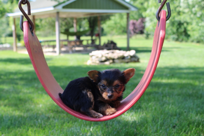 puppy, for, sale, Yorkshire Terrier , Matthew B. Stoltzfus, dog, breeder, Gap, PA, dog-breeder, puppy-for-sale, forsale, nearby, find, puppyfind, locator, puppylocator, aca